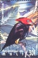 Red-capped Manakin (Ceratopipra mentalis)