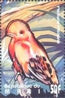 Guianan Cock-of-the-rock (Rupicola rupicola)