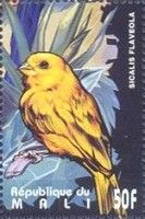 Saffron Finch (Sicalis flaveola)