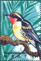 Black-spotted Barbet (Capito niger)