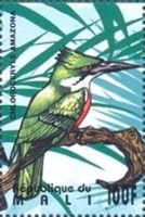 Amazonian Kingfisher (Chloroceryle amazona)