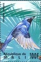 Swallow Tanager (Tersina viridis)