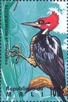 Crimson-crested Woodpecker (Campephilus melanoleucos)