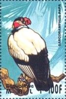 King Vulture (Sarcoramphus papa)