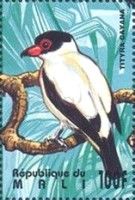 Black-tailed Tityra (Tityra cayana)