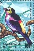 Paradise Tanager (Tangara chilensis)