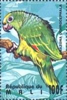 Yellow-crowned Amazon (Amazona ochrocephala)