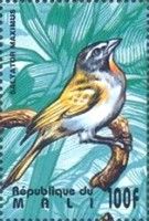 Buff-throated Saltator (Saltator maximus)