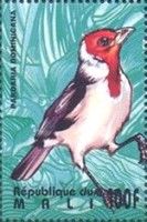 Red-cowled Cardinal (Paroaria dominicana)
