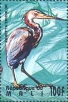 Tricolored Heron (Egretta tricolor)