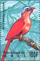 Black-bellied Cuckoo (Piaya melanogaster)