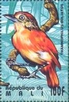 Barred Antshrike (Thamnophilus doliatus)