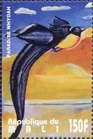 Paradise-whydah (Vidua paradisaea)