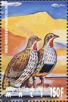 Red-necked Francolin (Pternistis afer)