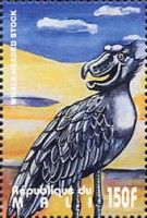 African Shoebill (Balaeniceps rex)