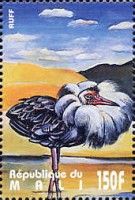 Ruff (Philomachus pugnax)