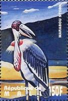 Marabou (Leptoptilos crumenifer)