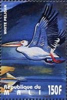 Great White Pelican (Pelecanus onocrotalus)