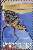 Western Curlew (Numenius arquata)
