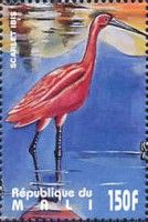 Scarlet Ibis (Eudocimus ruber)