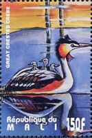 Great Crested Grebe (Podiceps cristatus)