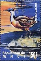 African Jacana (Actophilornis africanus)