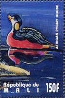 African Pygmy Goose (Nettapus auritus)