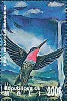 Ruby-throated Hummingbird (Archilochus colubris)