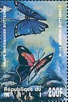 Grape Shoemaker (Historis odius), Blue Morpho Butterfly (Mo