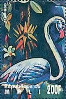 greater flamingo (Phoenicopterus roseus)