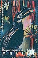 Bushy-crested Hornbill (Anorrhinus galeritus)