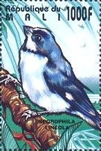 Lined Seedeater (Sporophila lineola)