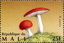 Sickener Mushroom (Russula emetica)
