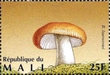 Almond-Scented Russula (Russula laurocerasi)