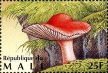Rosy Russula (Russula rosacea)