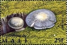 Western Russula (Russula occidentalis)