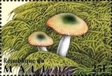 Fragile Brittlegill (Russula fragilis)