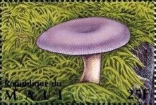 Russula marine