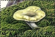 Grass Green Russula (Russula aeruginea)