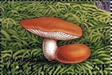 Firm Russula (Russula compacta)