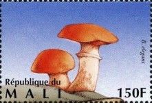Larch Bolete (Boletus elegans)