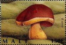 Dark Cep (Boletus aereus)