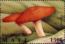 Granulated Bolete (Suillus granulatus)