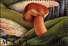 Bay Bolete (Boletus badius)