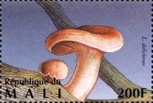 Saffron Milk Cap (Lactarius deliciosus)