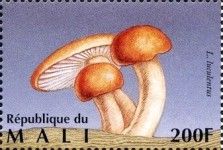 Orange Milk Cap (Lactarius luculentus)