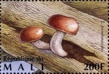 Slimy Milk Cap (Lactarius pseudomucidus)