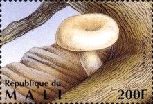 Deceiving Milk Cap (Lactarius deceptivus)