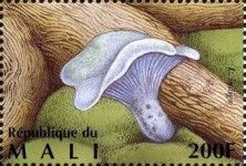 Indigo Milk Cap (Lactarius indigo)