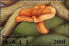 Peck's Milk Cap (Lactarius peckii)